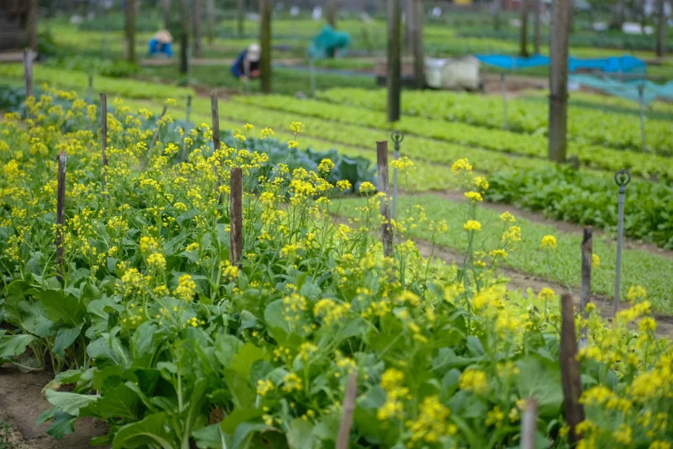 Vườn nhà Võ Thị Như Quỳnh
